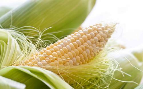 Corn fiber