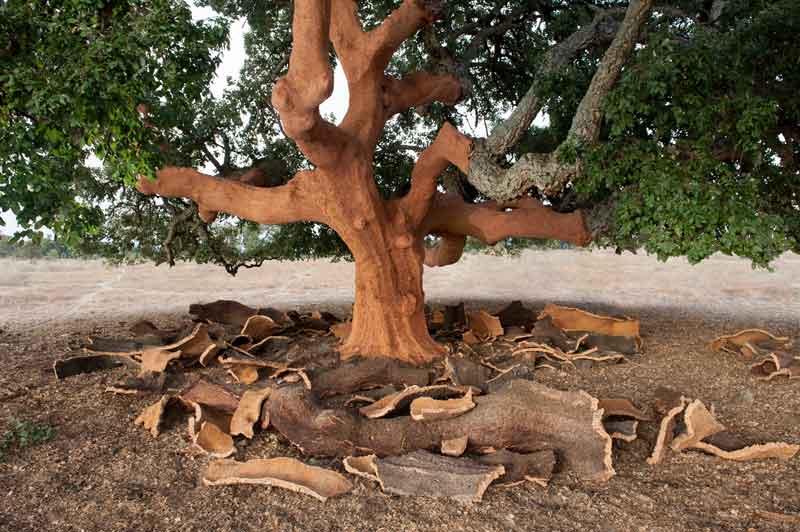 cork-tree